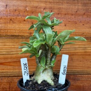 2312 06 Arabicum Godji- F2 12 meses