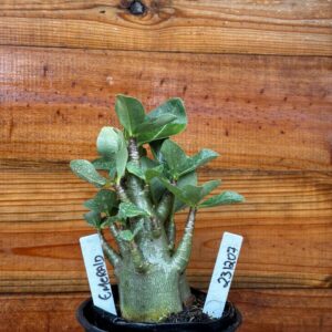 2312 07 Arabicum Emerald Crown - F2 12 meses