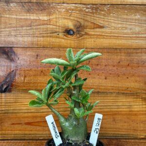 2312 08 Arabicum Dinossaur - F2 12 meses