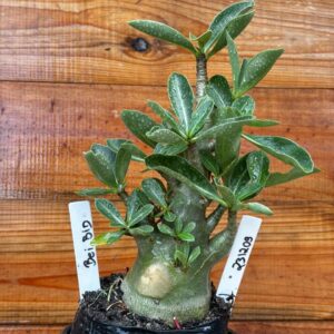 2312 09 Arabicum Bei bid- F2 12 meses