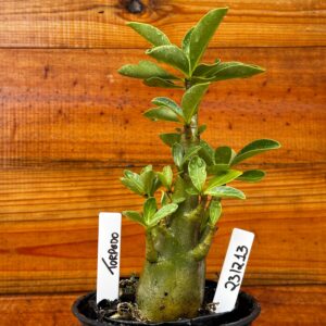 2312 13 Arabicum Torpedo - F2 12 meses