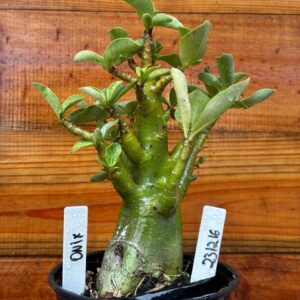 2312 16 Arabicum Odun - F2 12 meses