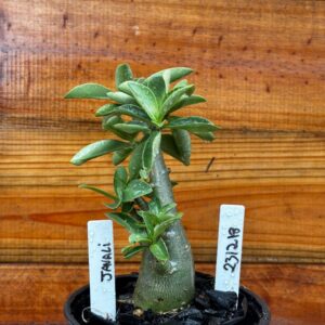 2312 18 Arabicum Javali - F2 12 meses