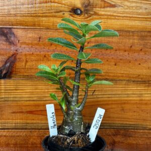 2312 24 Arabicum Hércules - F2 12 meses