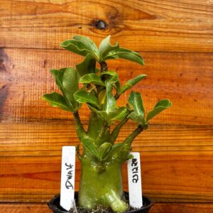 2312 28 Arabicum Dwaf - F2 12 meses