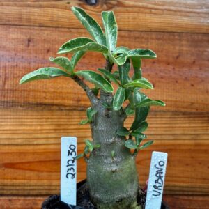 2312 30 Arabicum Urbano - F2 12 meses