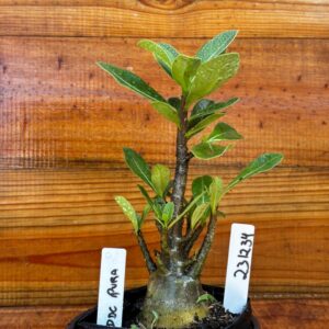 2312 34 Arabicum DDc Pura - F2 12 meses