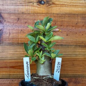 2312 35 Arabicum Tiranossauro - F2 12 meses