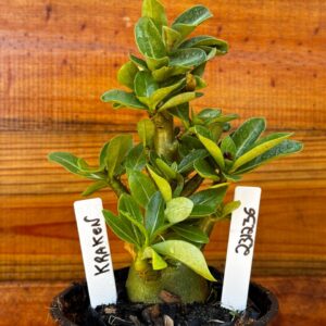 2312 36 Arabicum Kraken - F2 12 meses