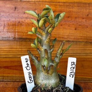 2312 37 Arabicum Godji champ - F2 12 meses