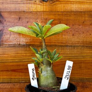 2312 38 Arabicum Brutos - F2 12 meses