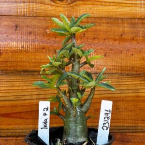 2312 41 Arabicum Lava - F2 12 meses