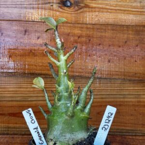 2312 42 Arabicum Emerald Crown - F2 12 meses