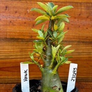 2312 43 Arabicum black hawk - F2 12 meses