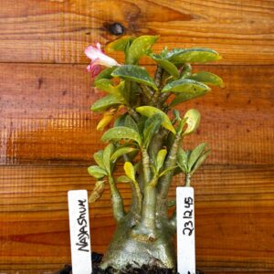 2312 45 Arabicum Nayashum - F2 12 meses