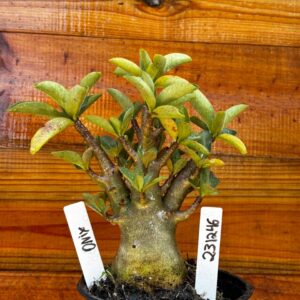 2312 46 Arabicum Onix - F2 12 meses