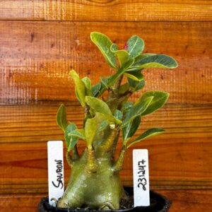 2312 47 Arabicum Sauron - F2 12 meses