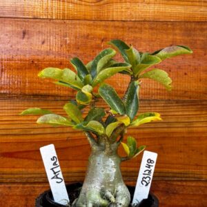 2312 48 Arabicum Atlas - F2 12 meses