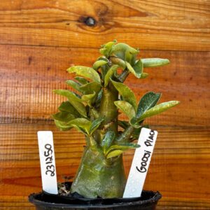 2312 50 Arabicum Godji Plac - F2 12 meses