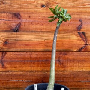 2312 21 Anaconda Luminatang - Adulta