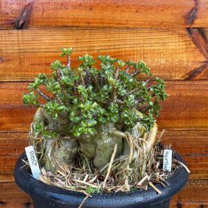 2312 03 Arabicum Hightower - Adulta