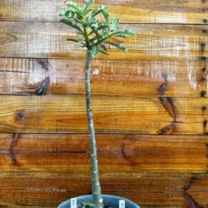 2312 30 Anaconda Brd 8 - Adulta