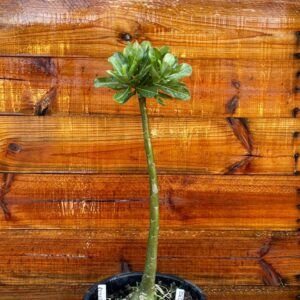 2312 32 Anaconda Pessego - Adulta