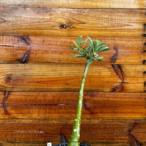 2312 33 Anaconda Brd26 - Adulta