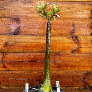 2312 37 Anaconda Barcelona - Adulta