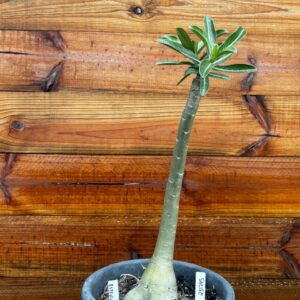 2312 45 Anaconda Estrelinha - Adulta