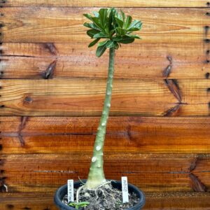 2312 46 Anaconda Luminatang - Adulta