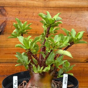 2412 01 Arabicum T- Rex- Adulta