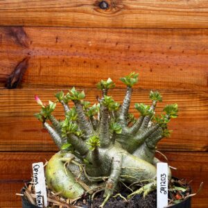 2412 03 Arabicum Optimus Prime - Adulta