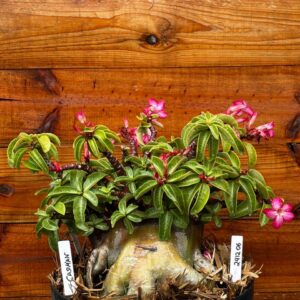 2412 06 Arabicum Cadman - Adulta