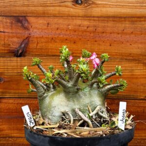 2412 07 Arabicum Asgard- Adulta