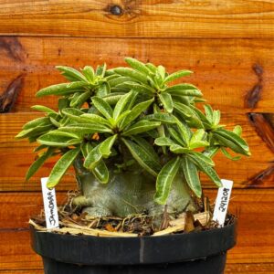 2412 08 Arabicum Jamdara- Adulta