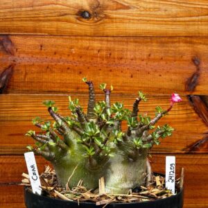 2412 09 Arabicum Czar- Adulta