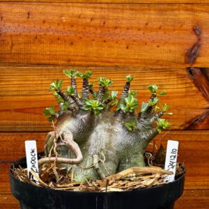 2412 10 Arabicum Zadock - Adulta