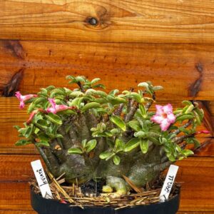 2412 11 Arabicum Leviatã- Adulta