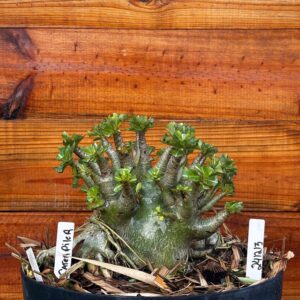 2412 13 Arabicum Caterpiller- Adulta