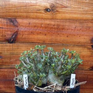 2412 14 Arabicum Zander- Adulta