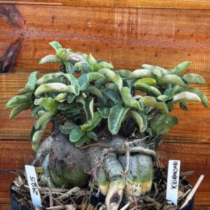 2412 15 Arabicum Kilimanjaro- Adulta