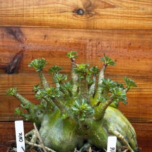 2412 16 Arabicum Onix - Adulta