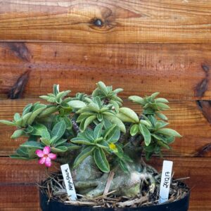 2412 17 Arabicum Nayanshum- Adulta