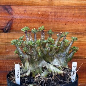 2412 18 Arabicum Aeung- Adulta