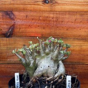 2412 19 Arabicum King kong- Adulta