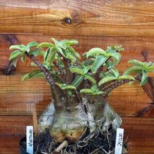 2412 20 Arabicum Minotauro  Avaria - Adulta