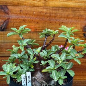 2412 22 Arabicum Black - Adulta