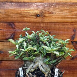 2412 21 Arabicum Emerald Crown - Adulta