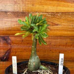 2612 26 Vaso 8 Litros Rosa do Deserto LM- 768